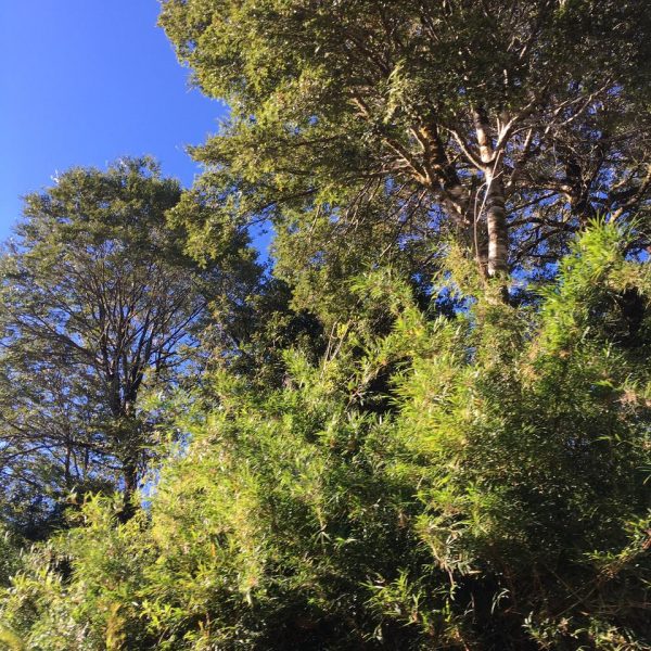 WhatsApp Image 2021-08-11 at 19.04.00